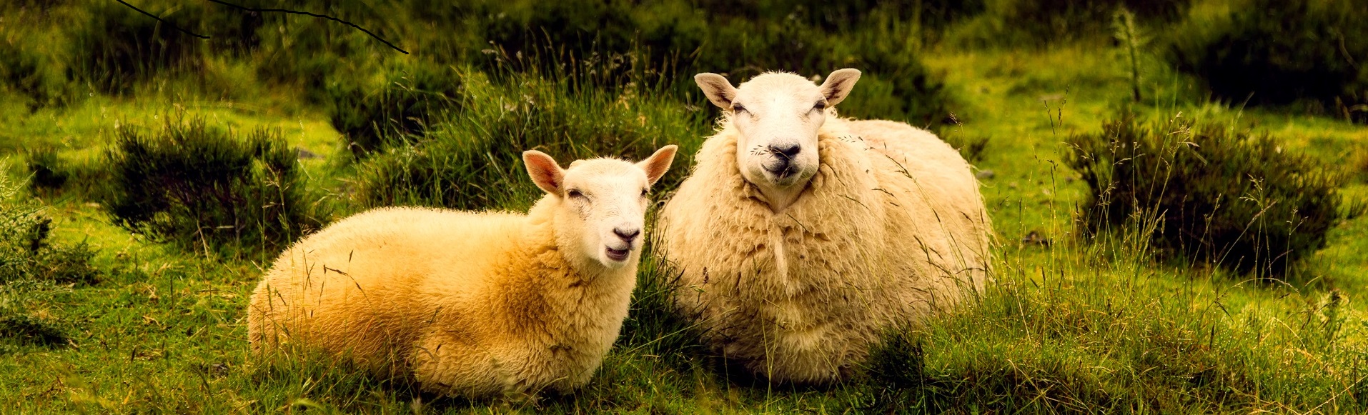 This is a large stock photo of beautiful sheep on a beautiful hill.